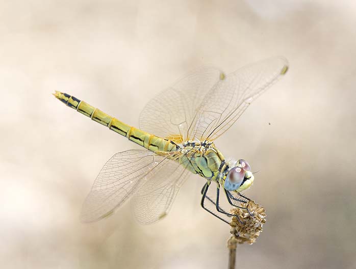 Coppia di libellule